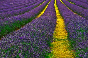velden vol Lavendel 